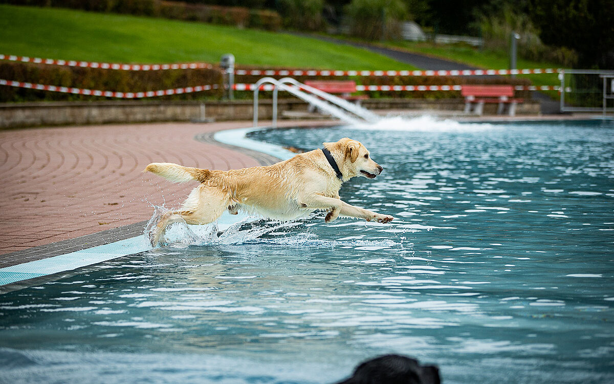 2022 10 01 Hundeschwimmen Dalle 2 2022 10 01 Hundeschwimmen Dalle 2