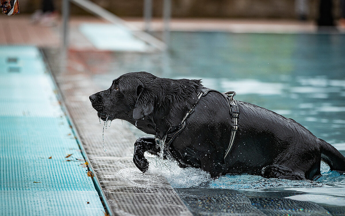 2022 10 01 Hundeschwimmen Dalle 20 2022 10 01 Hundeschwimmen Dalle 20