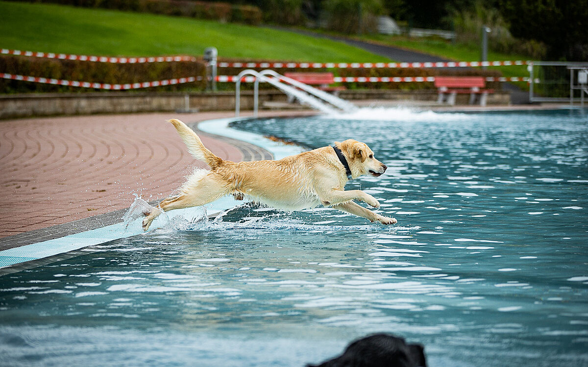 2022 10 01 Hundeschwimmen Dalle 3 2022 10 01 Hundeschwimmen Dalle 3