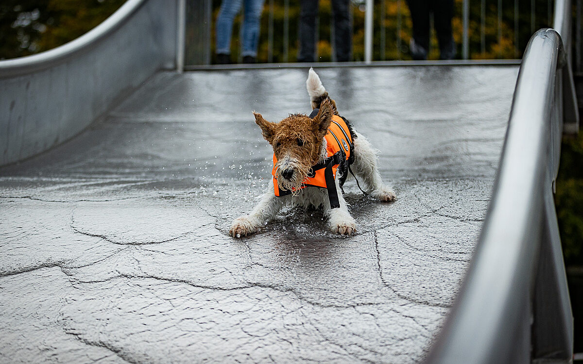 2022 10 01 Hundeschwimmen Dalle 38 2022 10 01 Hundeschwimmen Dalle 38