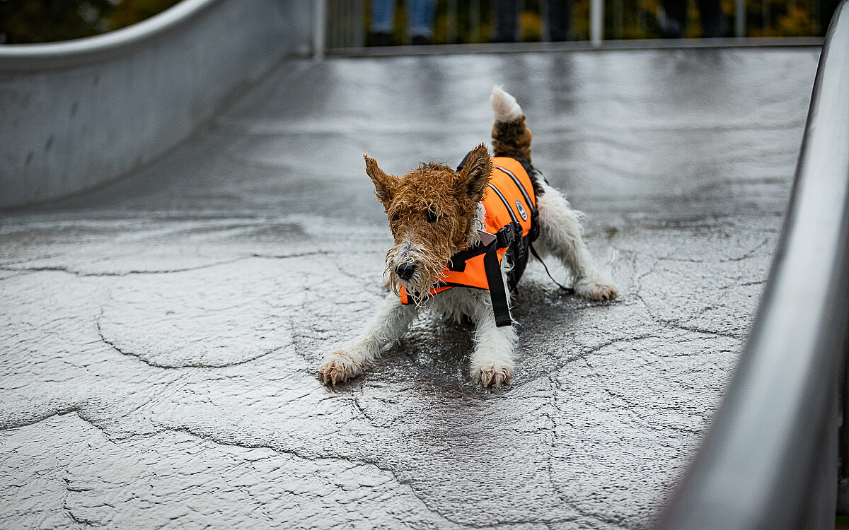 2022 10 01 Hundeschwimmen Dalle 39 2022 10 01 Hundeschwimmen Dalle 39