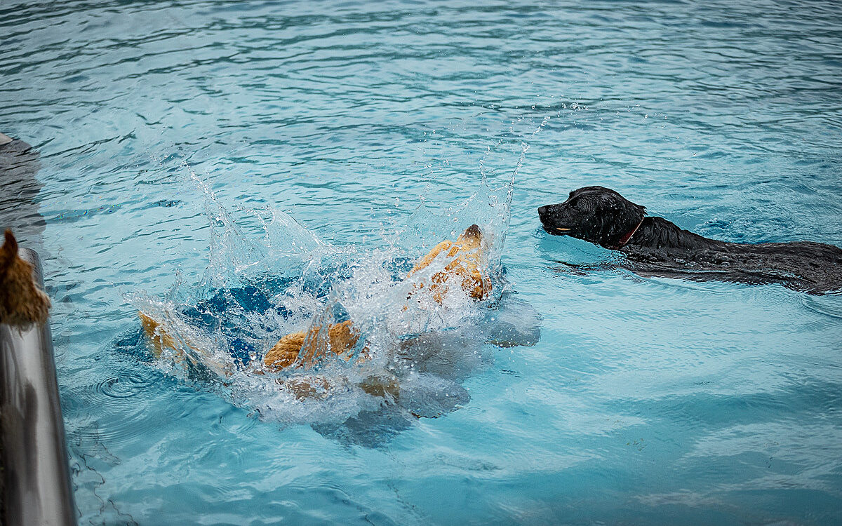 2022 10 01 Hundeschwimmen Dalle 45 2022 10 01 Hundeschwimmen Dalle 45