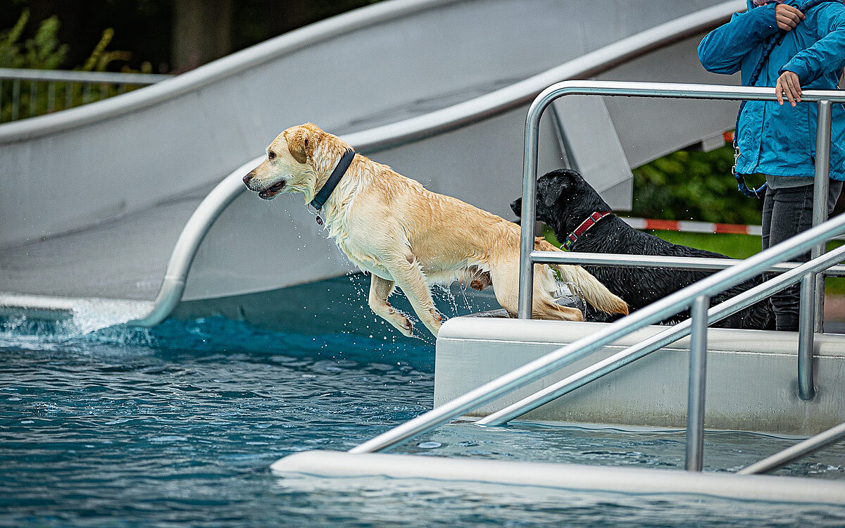2022 10 01 Hundeschwimmen Dalle 48 2022 10 01 Hundeschwimmen Dalle 48