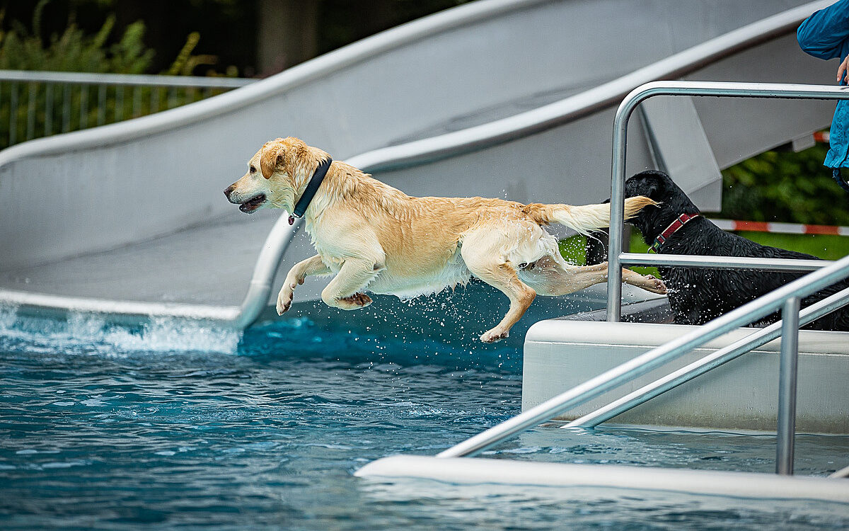 2022 10 01 Hundeschwimmen Dalle 50 2022 10 01 Hundeschwimmen Dalle 50