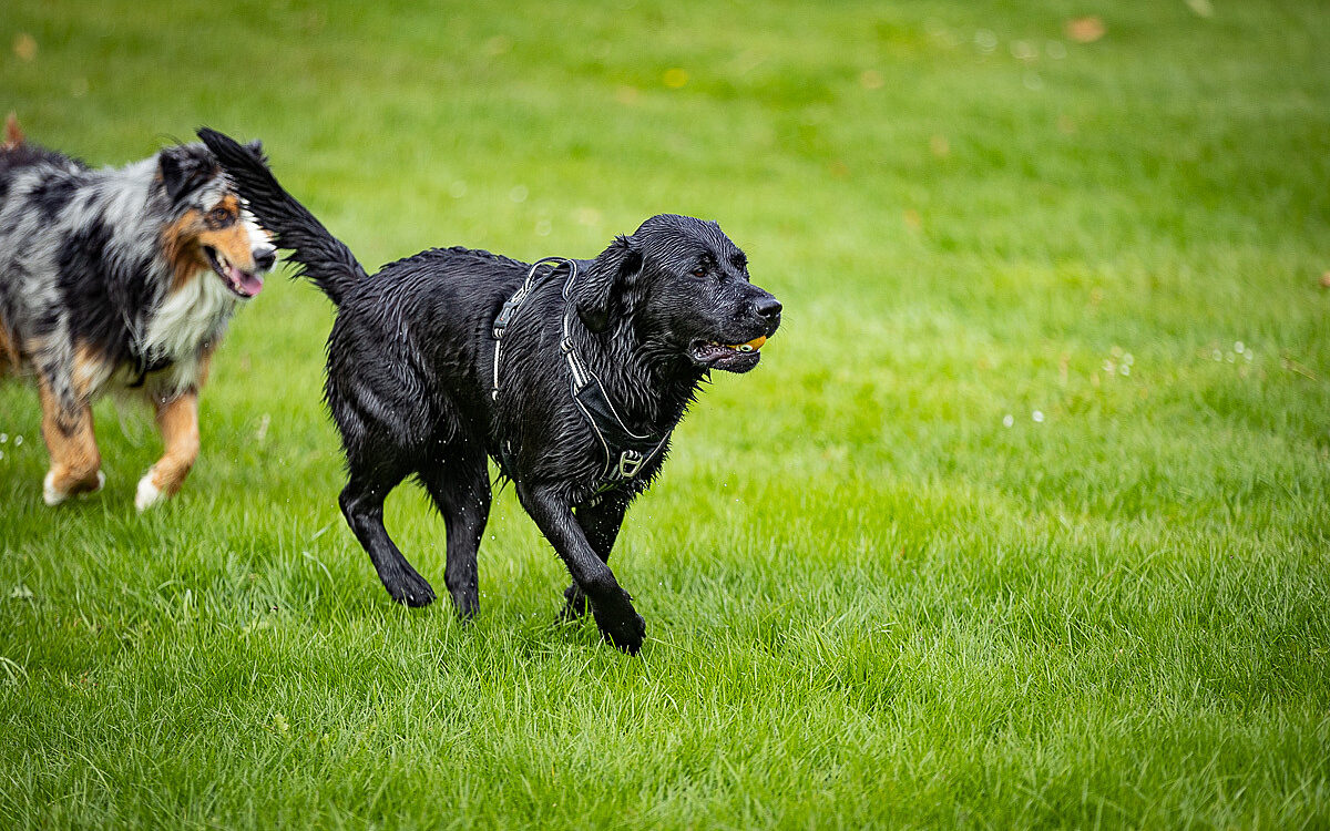 2022 10 01 Hundeschwimmen Dalle 54 2022 10 01 Hundeschwimmen Dalle 54