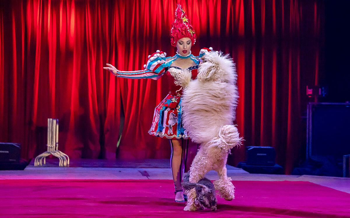 230907 zirkus knie t 60 230907 zirkus knie t 60