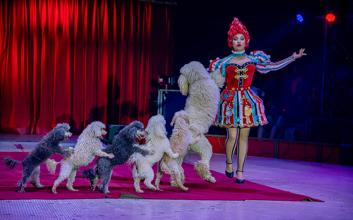 230907 zirkus knie t 62 230907 zirkus knie t 62