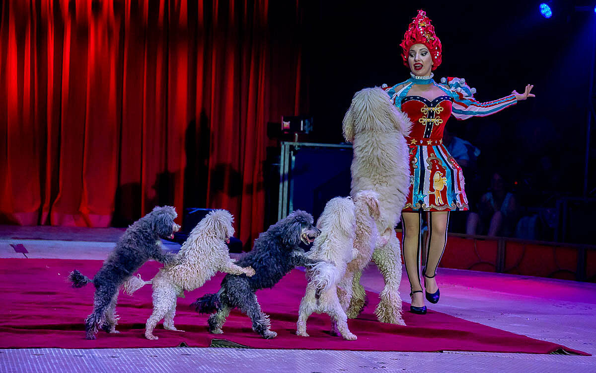 230907 zirkus knie t 63 230907 zirkus knie t 63