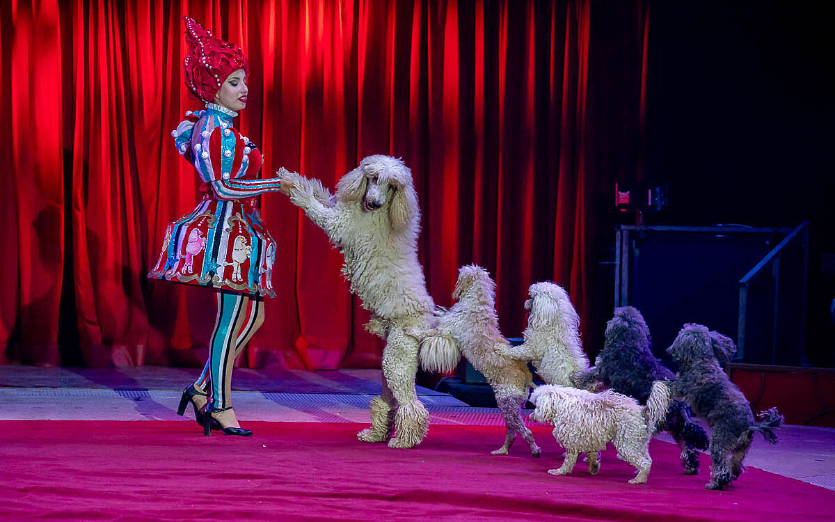 230907 zirkus knie t 64 230907 zirkus knie t 64