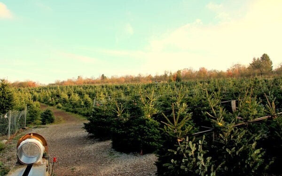 Galerie Wolfs Spessarttanne 1 Galerie Wolfs Spessarttanne 1