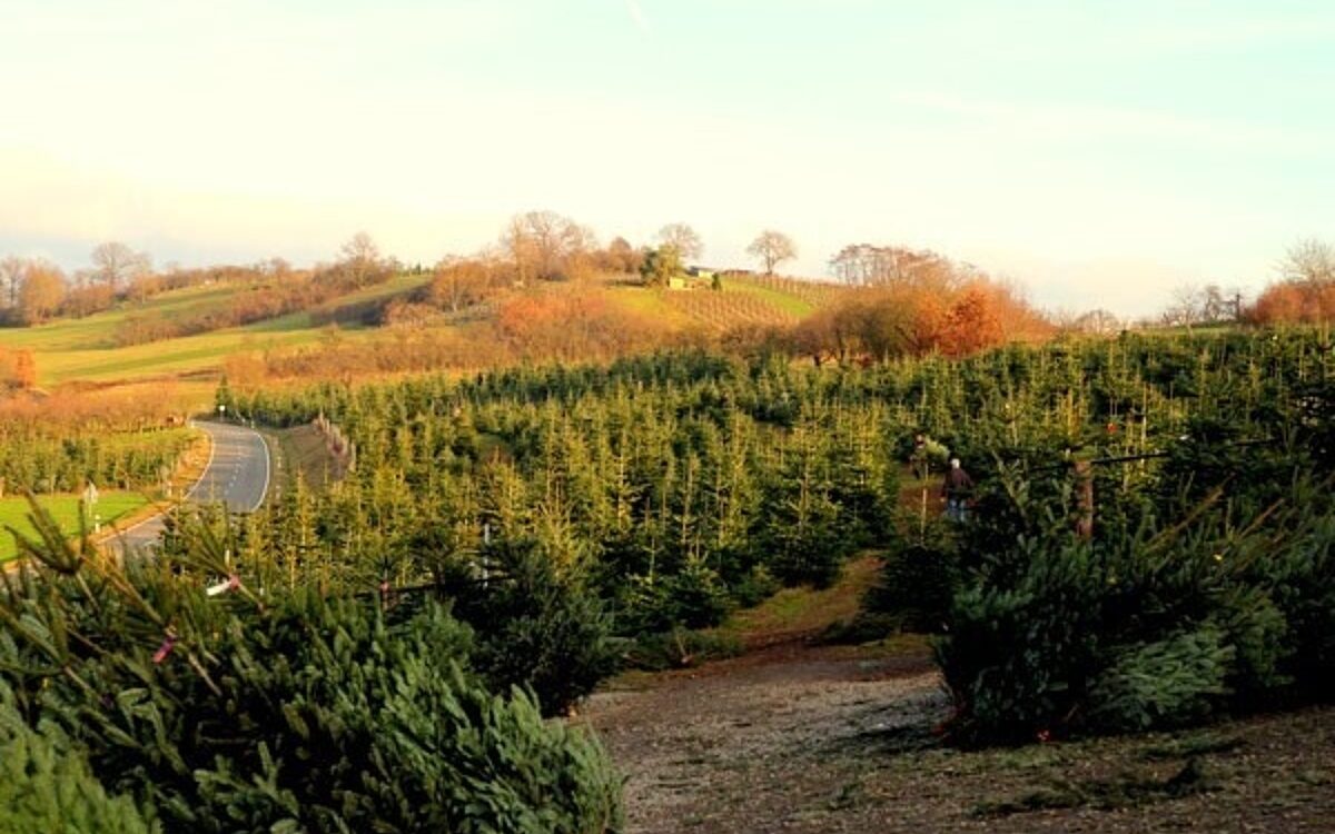 Galerie Wolfs Spessarttanne 2 Galerie Wolfs Spessarttanne 2