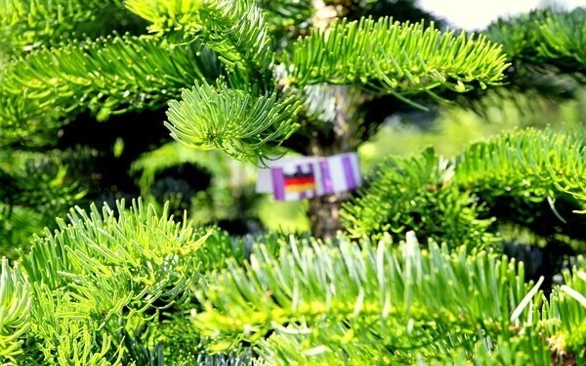 Galerie Wolfs Spessarttanne 3 Galerie Wolfs Spessarttanne 3