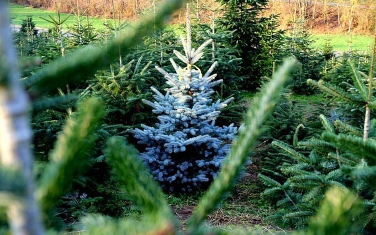 Galerie Wolfs Spessarttanne 4 Galerie Wolfs Spessarttanne 4