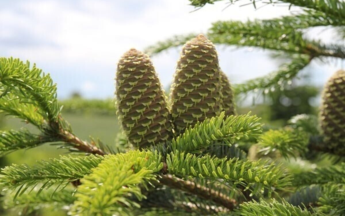 Galerie Wolfs Spessarttanne 5 Galerie Wolfs Spessarttanne 5