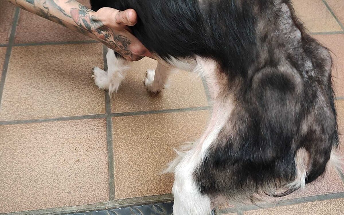 Misshandlung Huendin Hope Tierheim KT 01 Misshandlung Huendin Hope Tierheim KT 01