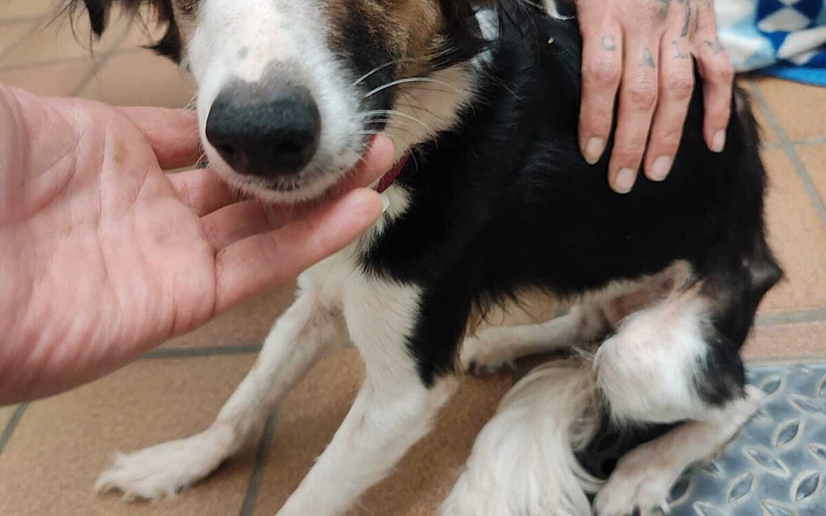 Misshandlung Huendin Hope Tierheim KT 02 Misshandlung Huendin Hope Tierheim KT 02