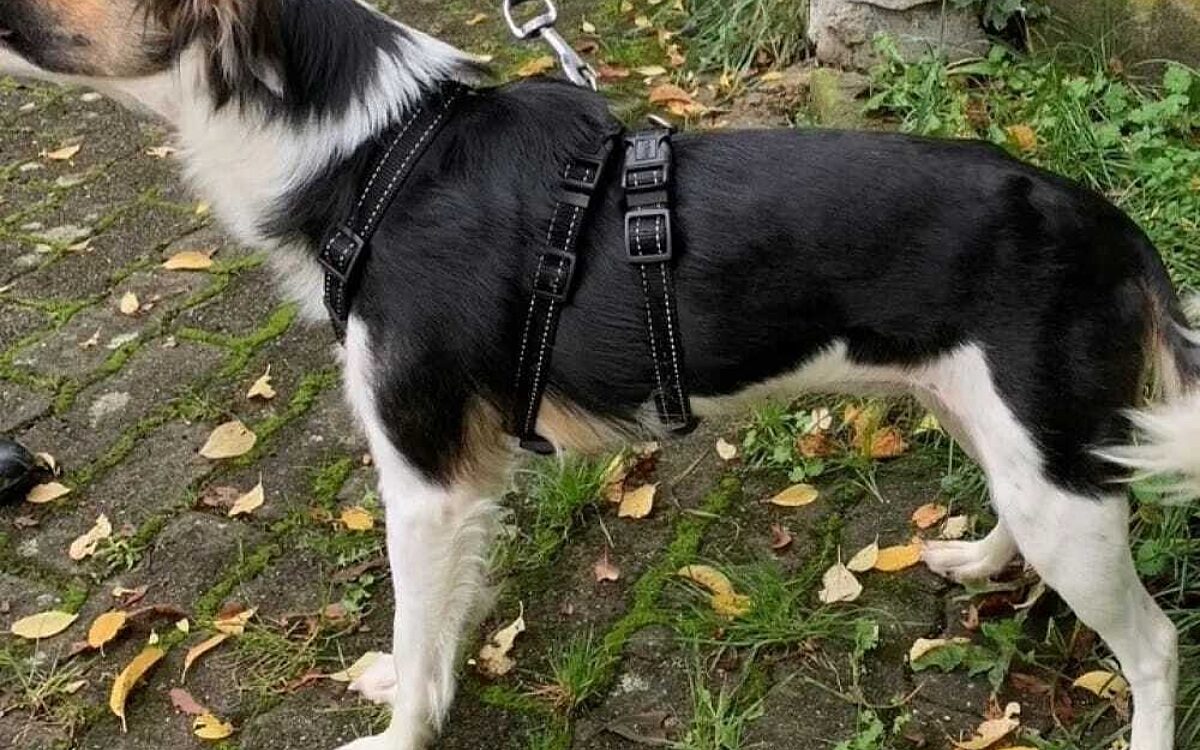 Misshandlung Huendin Hope Tierheim KT 04 Misshandlung Huendin Hope Tierheim KT 04