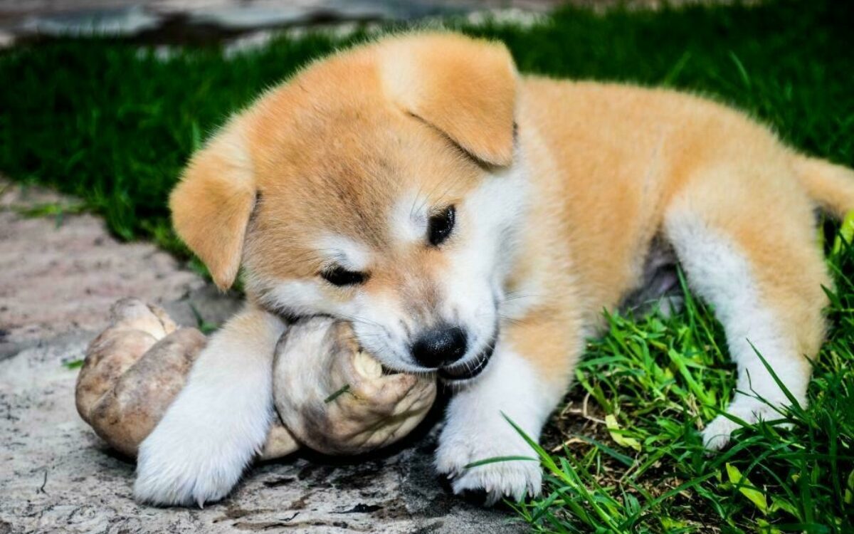 1608644202bone 1555086 1920 1608644202bone 1555086 1920