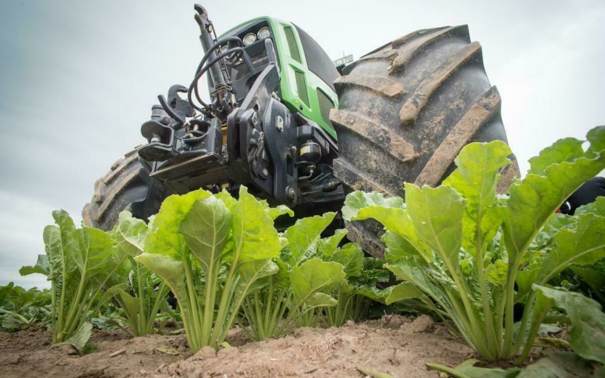 16093386141579267504sugar beet 2499863 1920 16093386141579267504sugar beet 2499863 1920