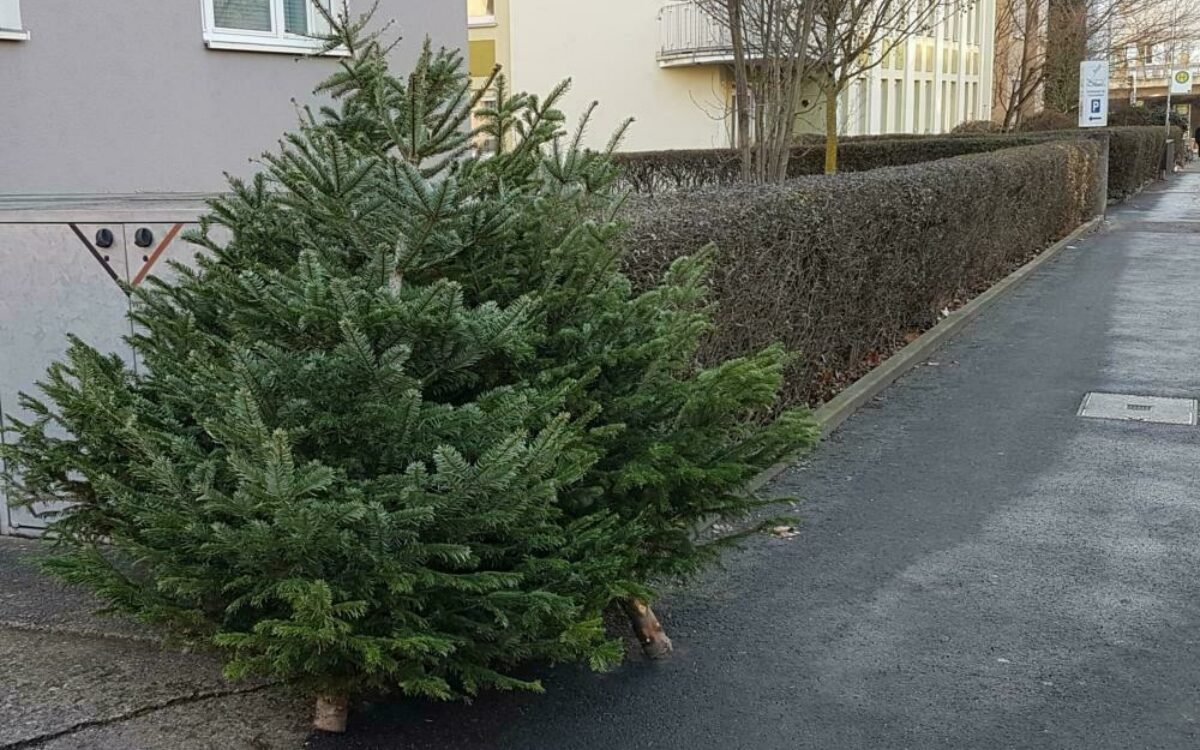 Zwei Weihnachtsbäume stehen am Straßenrand und warten auf die Abholung Zwei Weihnachtsbäume stehen am Straßenrand und warten auf die Abholung