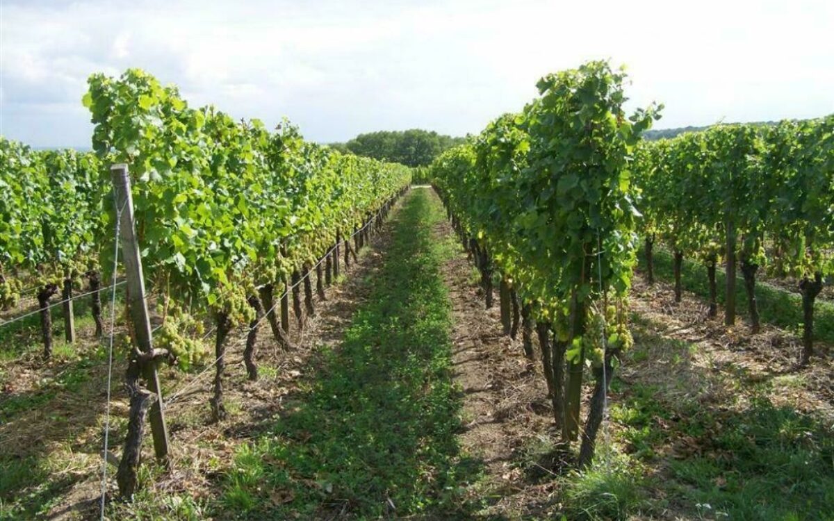 1610635720rebzeilen foto elmar marquardt 1610635720rebzeilen foto elmar marquardt