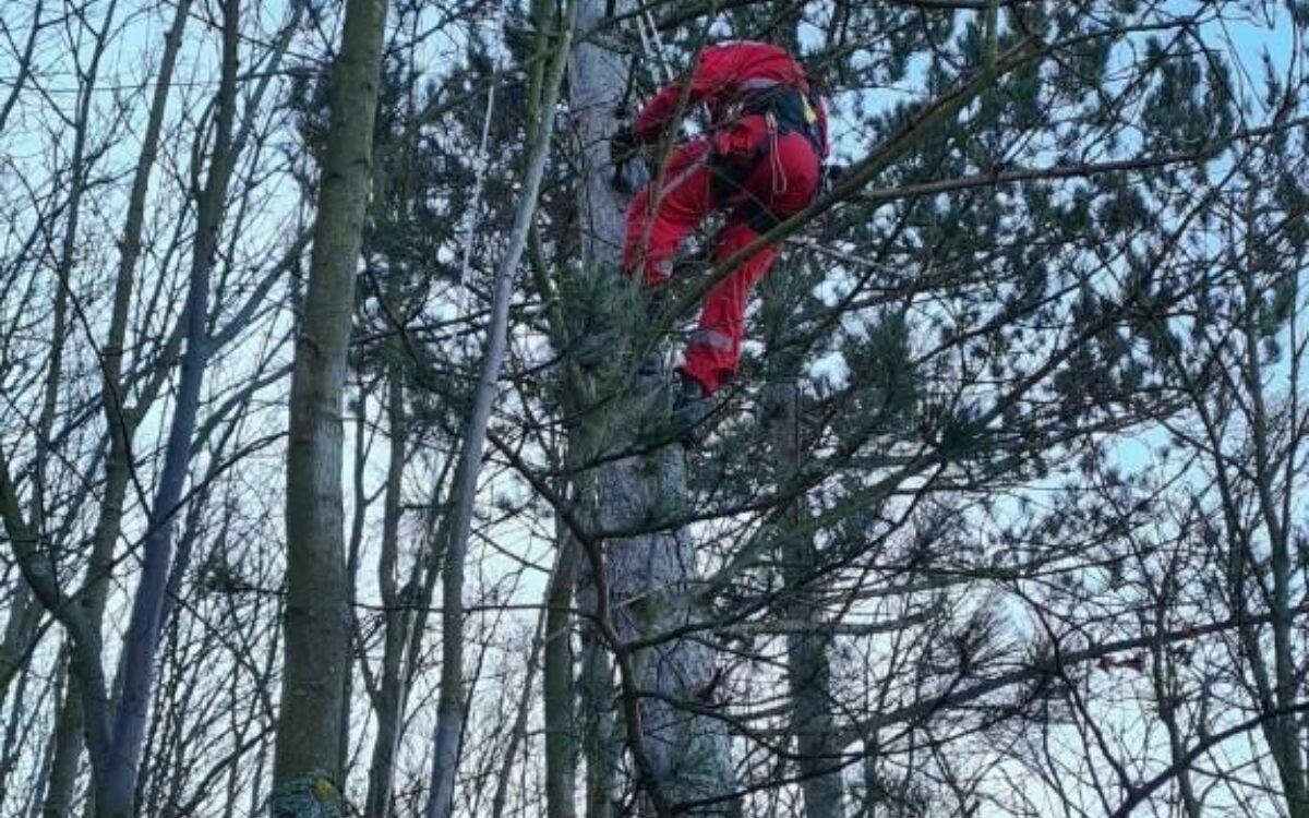 1612466782thumbnail rettungkatze 1 1612466782thumbnail rettungkatze 1