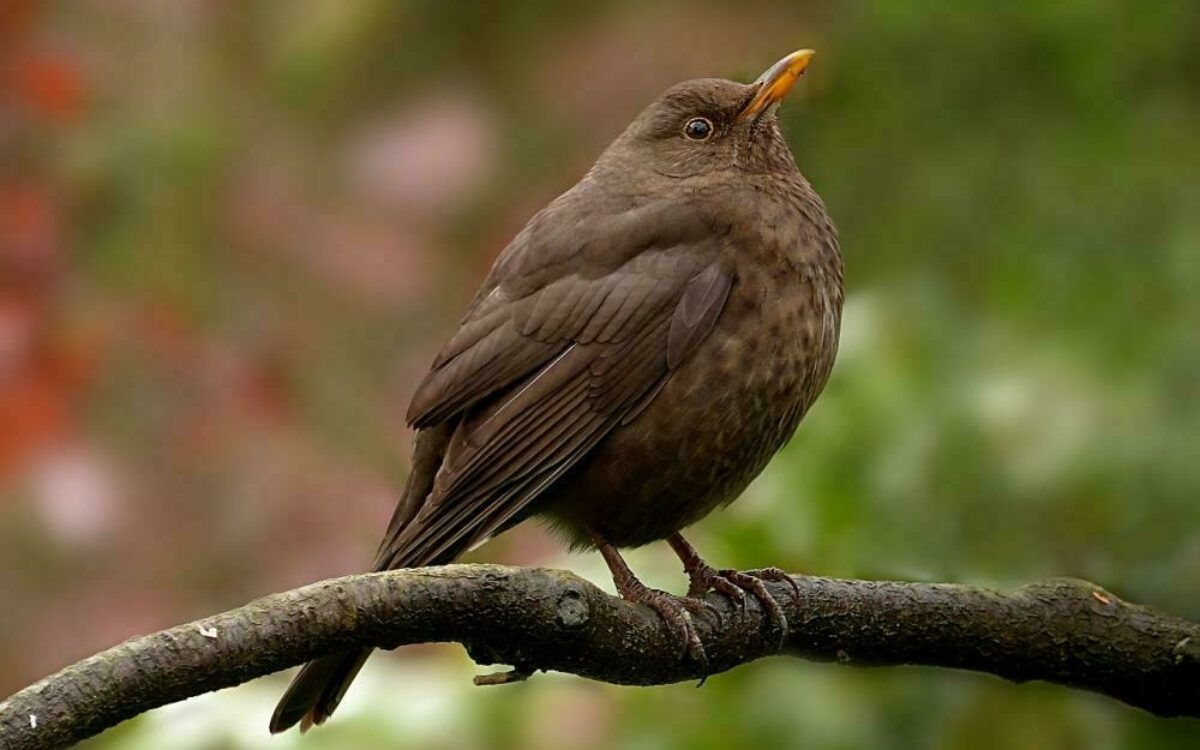 1612779066amsel foto oldiefan pixabay 1612779066amsel foto oldiefan pixabay