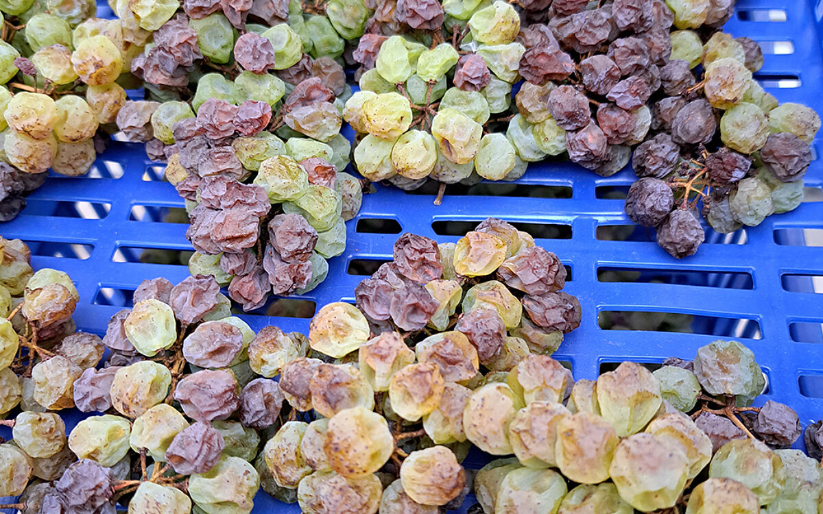 LWG Eiswein Alternative Trocknung LWG Eiswein Alternative Trocknung