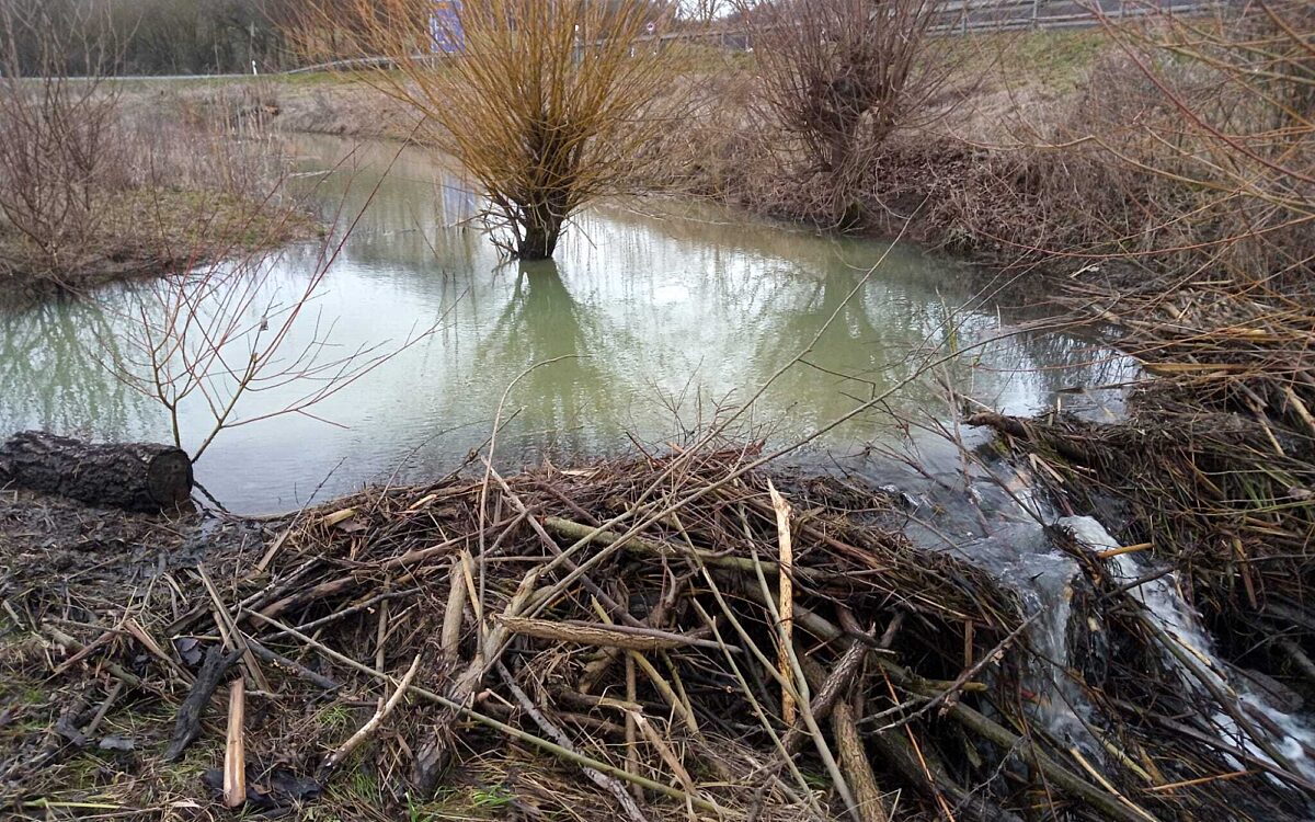 220209 gem Damm am Zusammenfluss Haselbach Pfetzerquelle 220209 gem Damm am Zusammenfluss Haselbach Pfetzerquelle