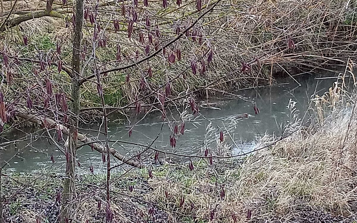 220216 schwimmender Biber unterhalb der Pfetzerquelle 220216 schwimmender Biber unterhalb der Pfetzerquelle
