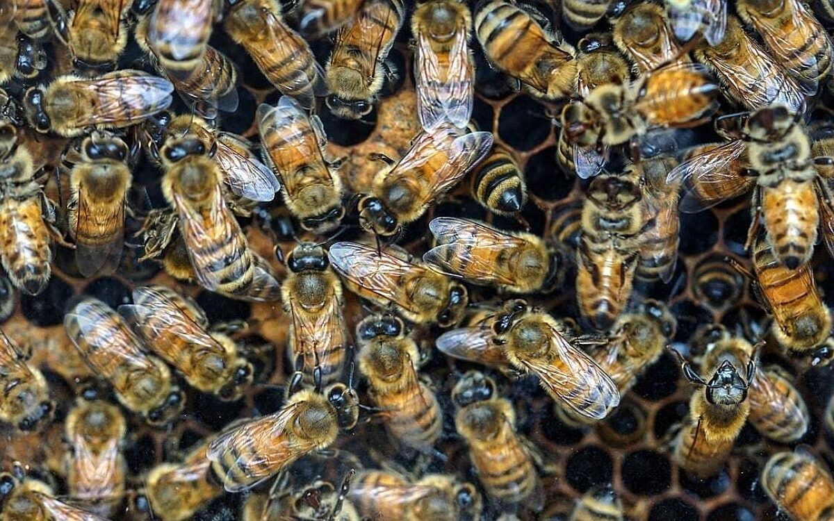 Eine Honigwaben mit vielen Bienen darauf Bienen - Honigwabe