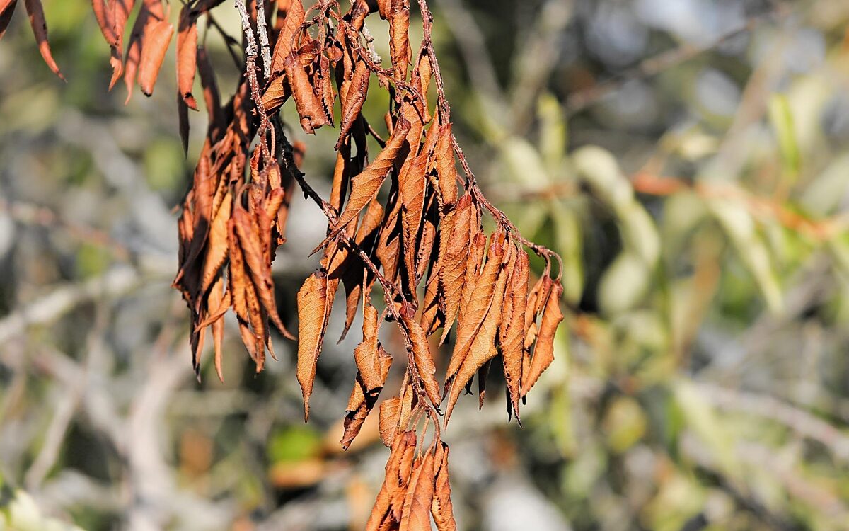 Blaetter vertrocknet Blaetter vertrocknet