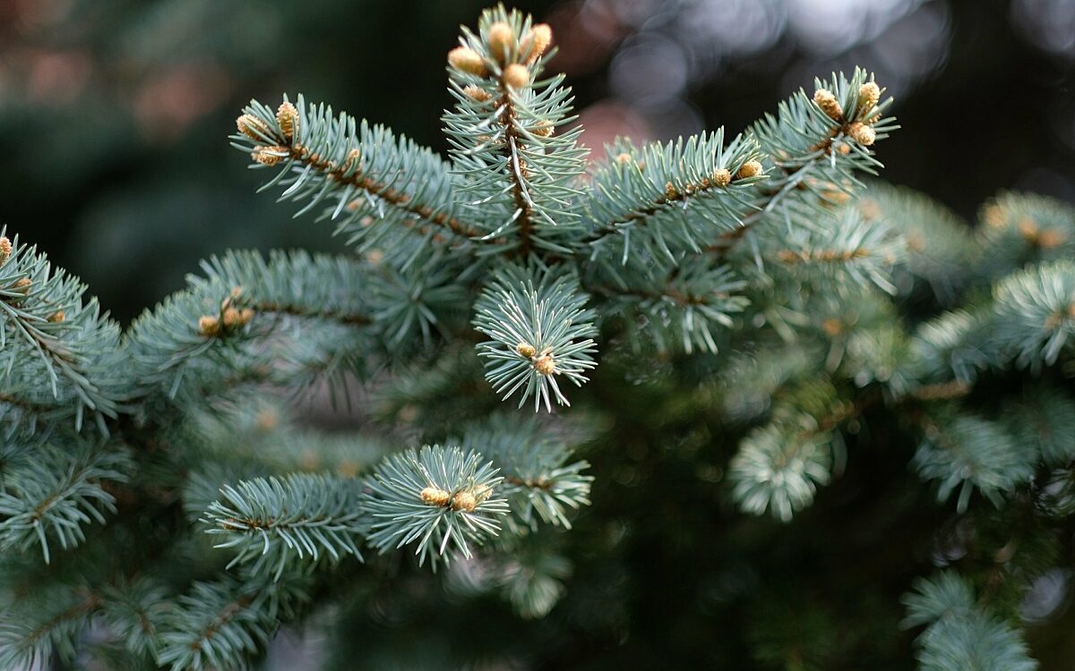 Ein ungeschmückter Christbaum Ein ungeschmückter Christbaum