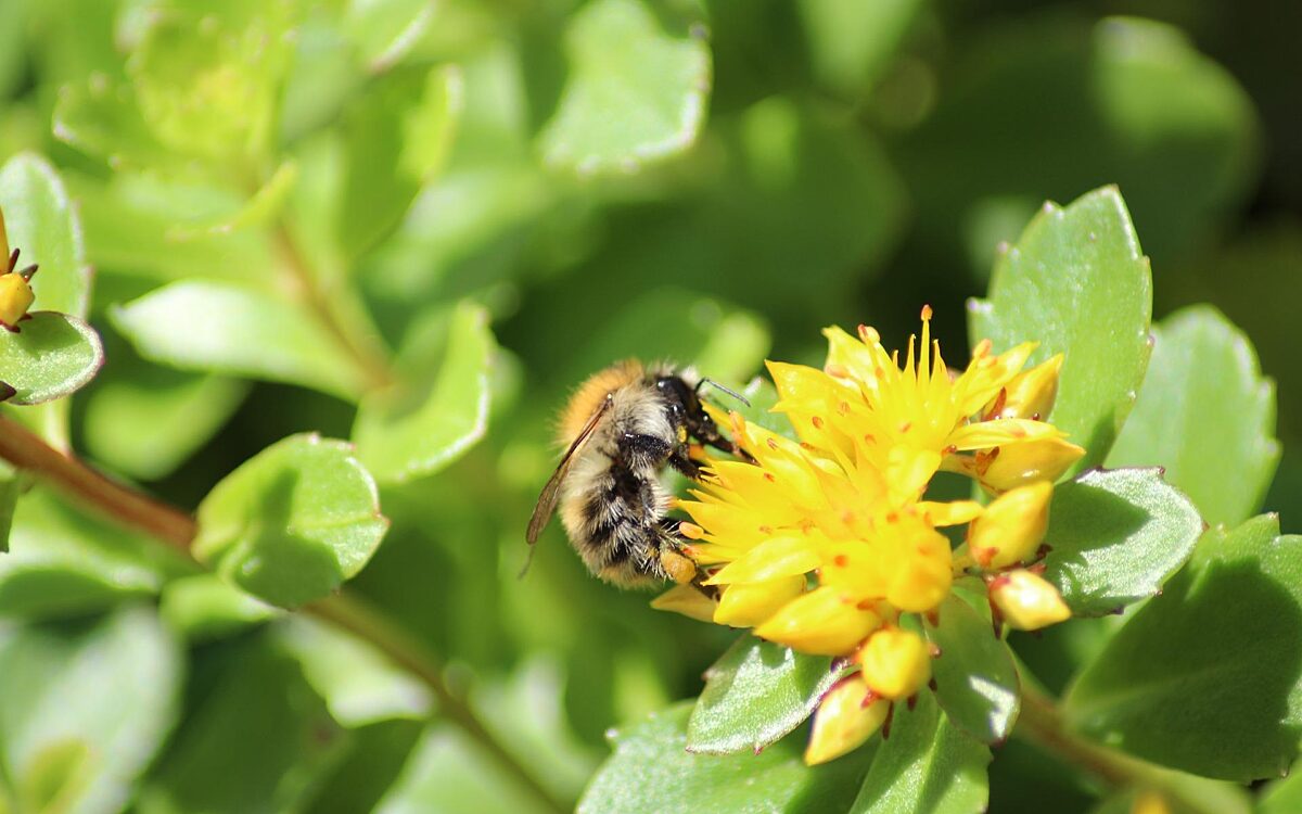 Dachbegruenung Dachbegruenung