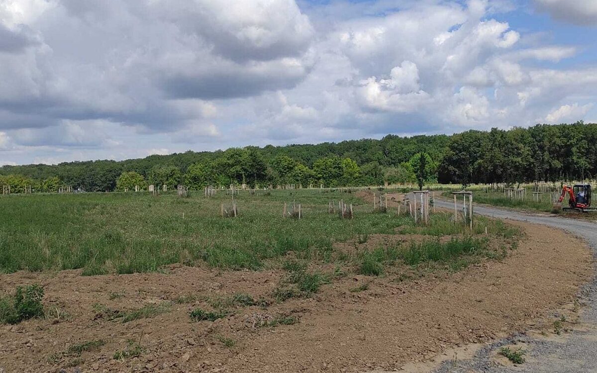 Der neue Klimawald in Hoechberg Der neue Klimawald in Hoechberg