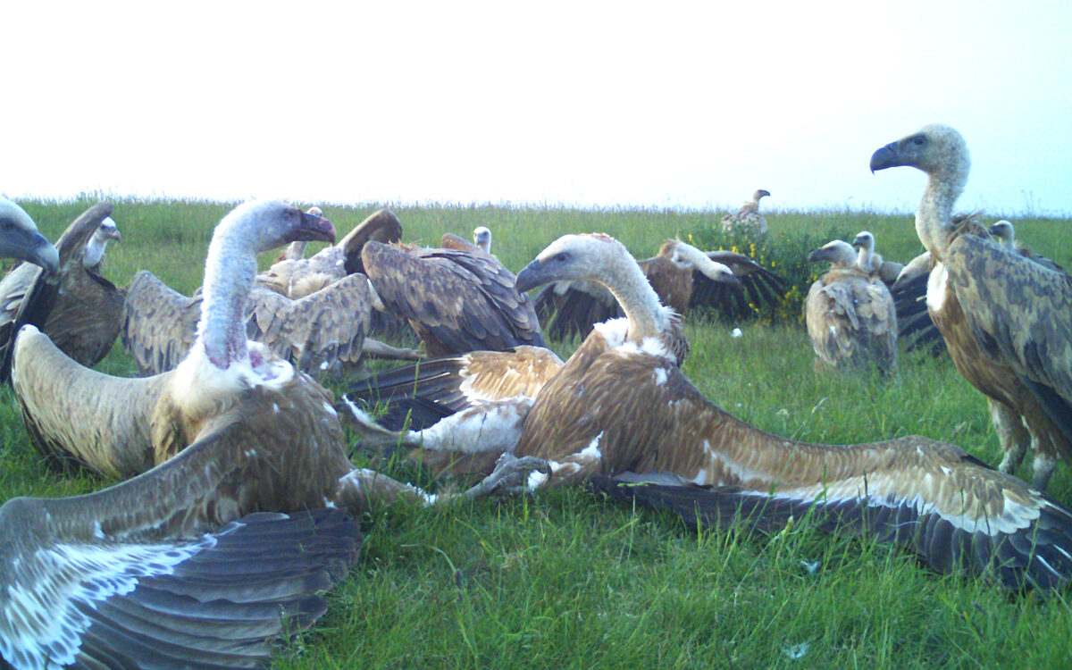 Gänsegeier in der Eifel Gänsegeier in der Eifel