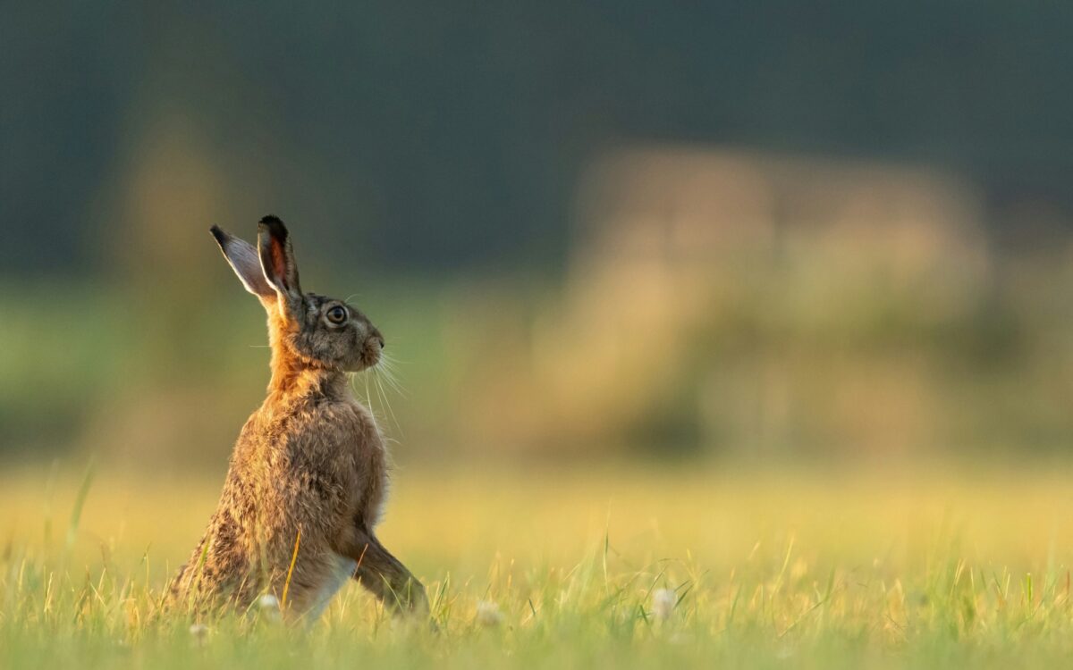 Ein Feldhase auf einer Wiese Hase Ein Feldhase auf einer Wiese Hase