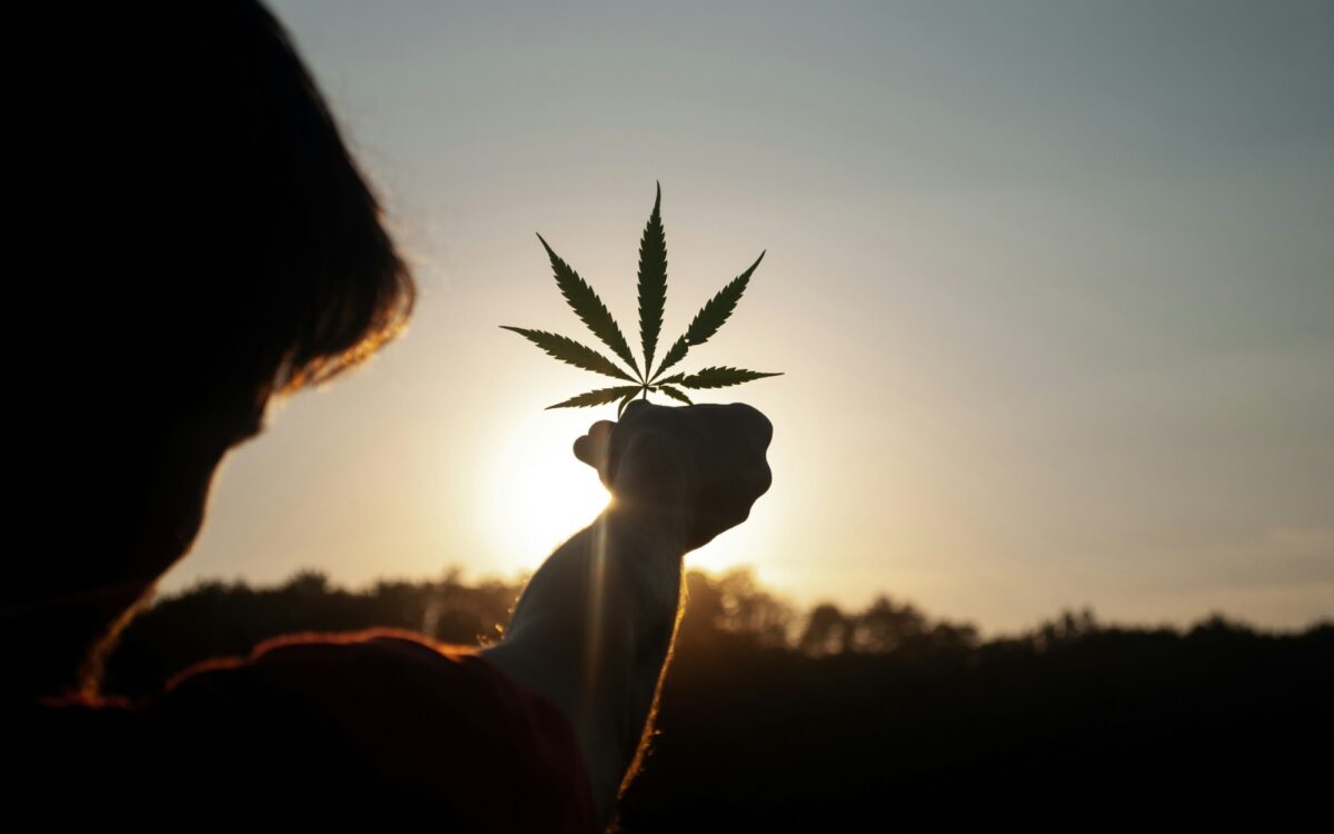 Ein Hanfblatt in der Hand eines Mannes im Sonnenlicht Ein Hanfblatt in der Hand eines Mannes im Sonnenlicht