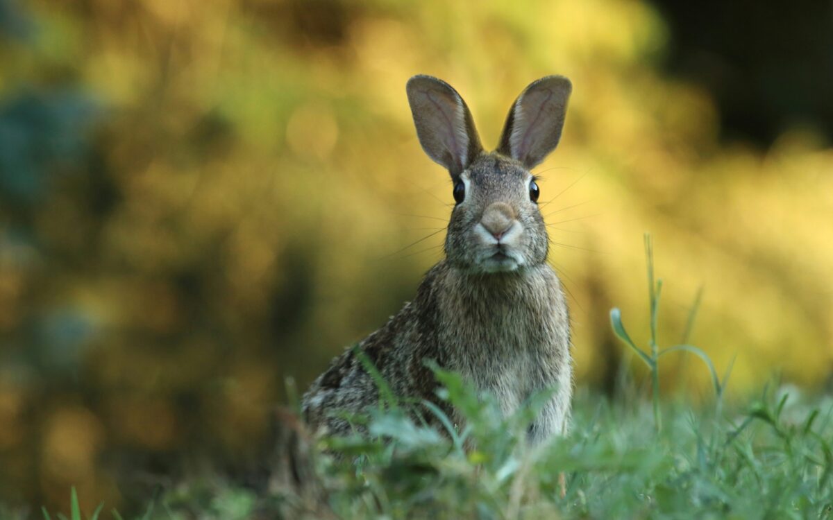 Ein Hase sitzt im Gras Ein Hase sitzt im Gras