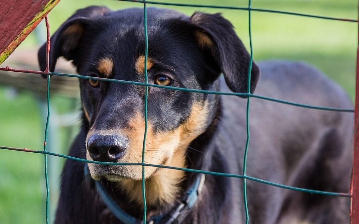 Ein Hund hinter einem Zaun Tierheim Ein Hund hinter einem Zaun Tierheim