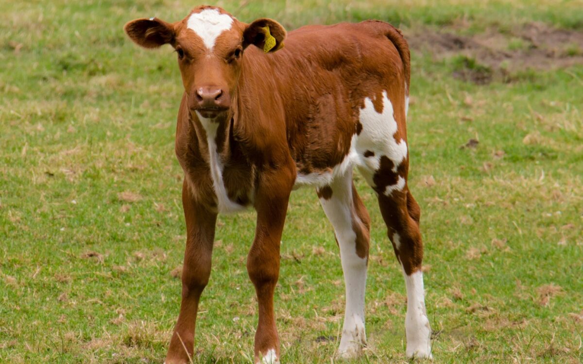 Ein Kalb auf einer Weide Ein Kalb auf einer Weide