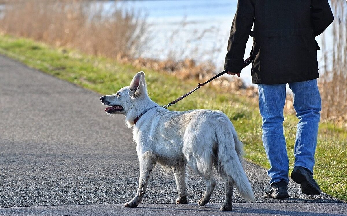 Ein Mann geht mit einem Hund an einer Straße Gassi Ein Mann geht mit einem Hund an einer Straße Gassi