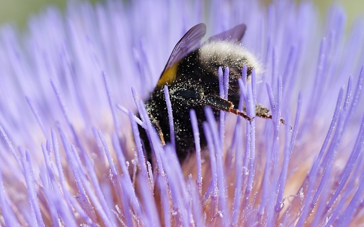Eine Hummel bestäubt eine Blume Eine Hummel bestäubt eine Blume