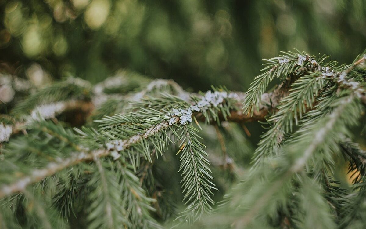 Fichte Nadelbaum Fichte Nadelbaum