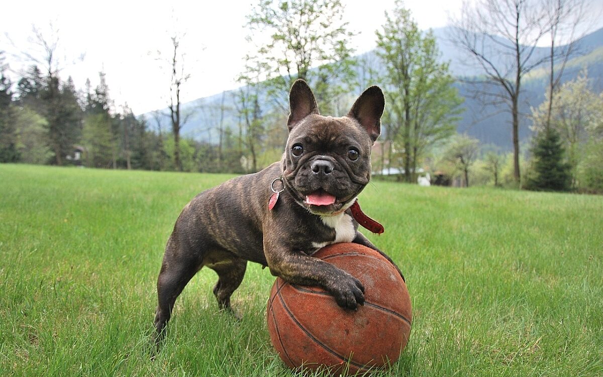 Franzoesische Bulldogge Symbolbild Franzoesische Bulldogge Symbolbild