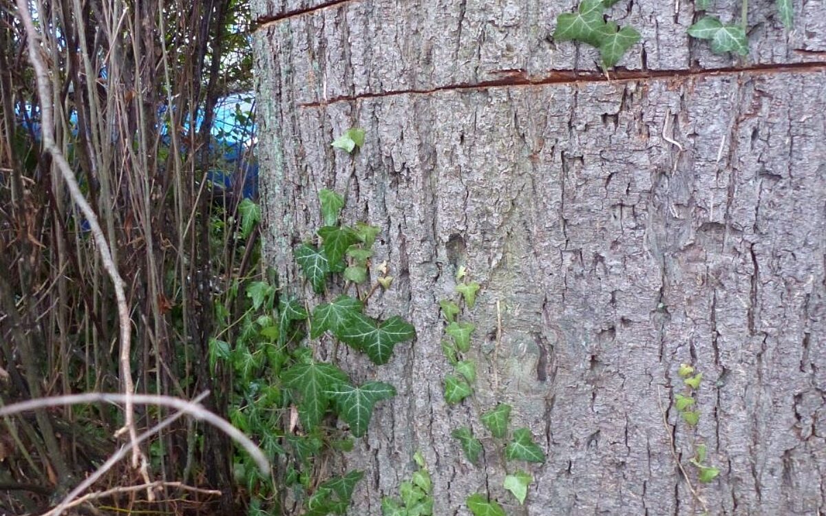 Vandalismus an der Linde in Lohr Vandalismus an der Linde in Lohr