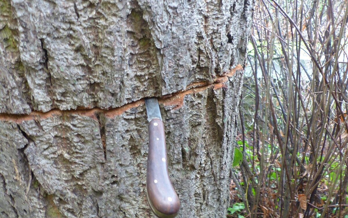 Friedenslinde Vandalismus Lohr Friedenslinde Vandalismus Lohr