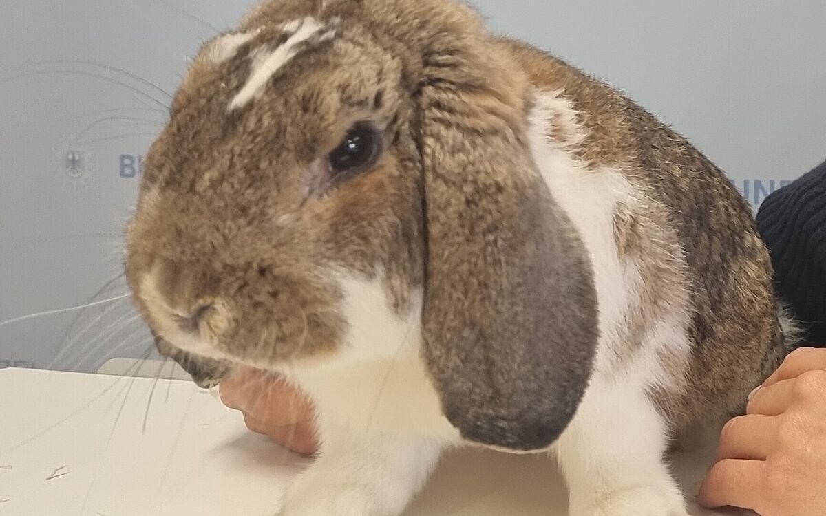 Ein Hase aus einem Zug in Würzburg Ein Hase aus einem Zug in Würzburg
