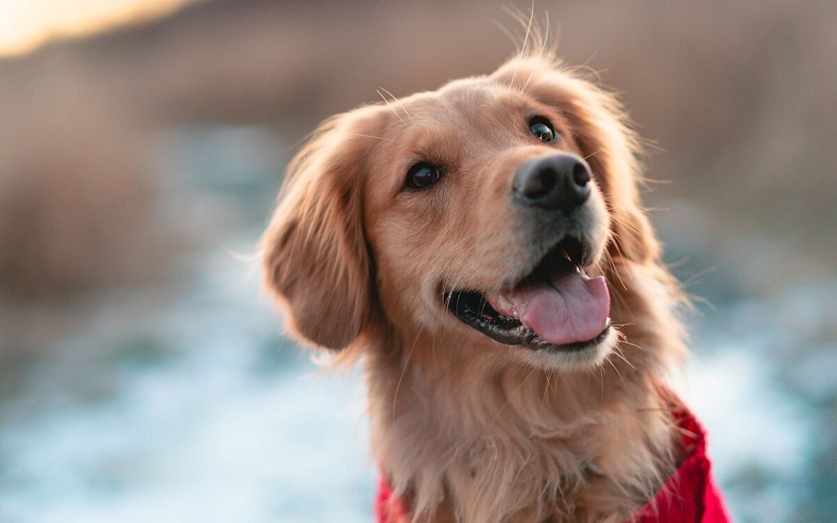 Hund Symbolbild Tierheim Pixabay Hund Symbolbild Tierheim Pixabay