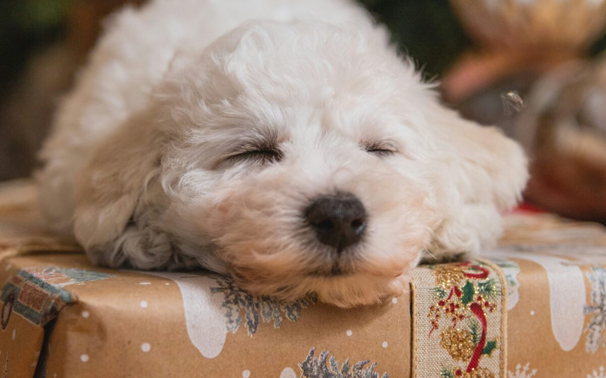 Hund Weihnachten Geschenk Tierheim Unsplash Hund Weihnachten Geschenk Tierheim Unsplash